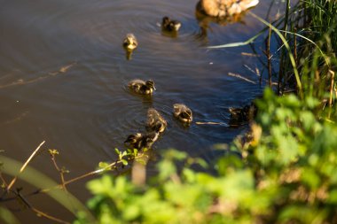 Büyük anne bir ördek yavrusu, su deposunun kıyısında dinleniyor ve yüzüyor..
