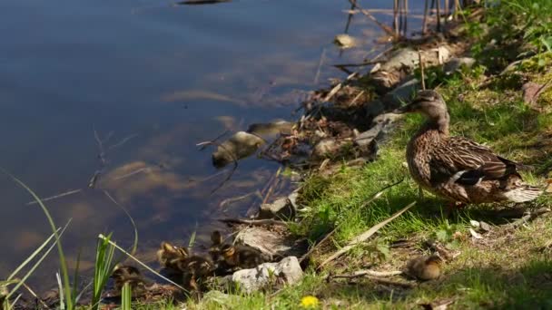 Une grande mère canard, les canetons se reposent sur le rivage du réservoir et nagent. — Video