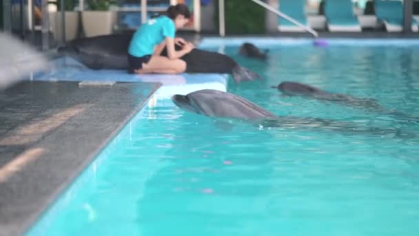 Chica Entrenadora Trabaja Con Delfines Expertos Delfinario Entrenan Domestican Animales — Vídeos de Stock