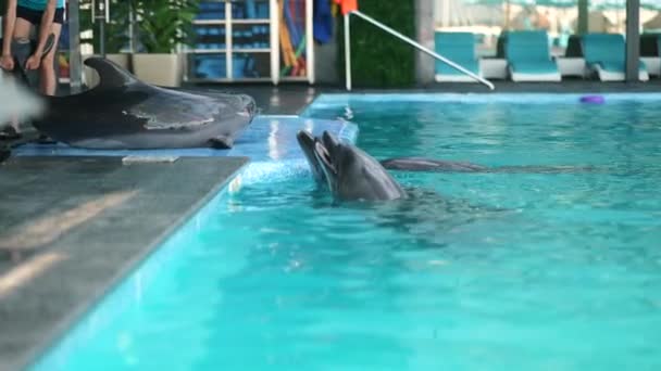 Girl Trainer Works Dolphins Experts Dolphinarium Train Tame Marine Animals — Stock Video