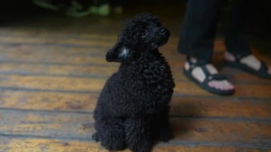 Three months old puppy of black poodle indoor. Close view
