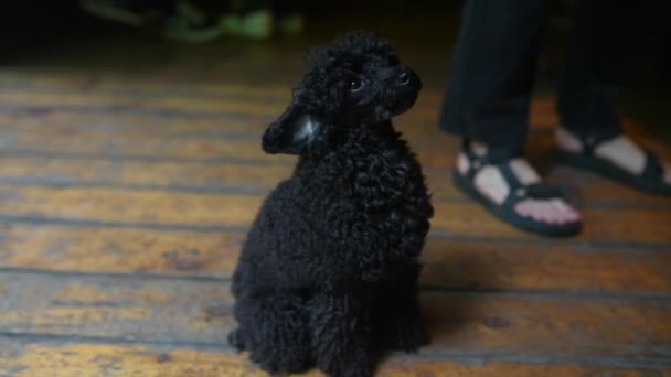 Three Months Old Puppy Black Poodle Indoor Close View — Video