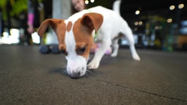 Ładny Mały Jack Russell Pies Siłowni Jej Właścicielką Kobieta Zdrowy — Wideo stockowe