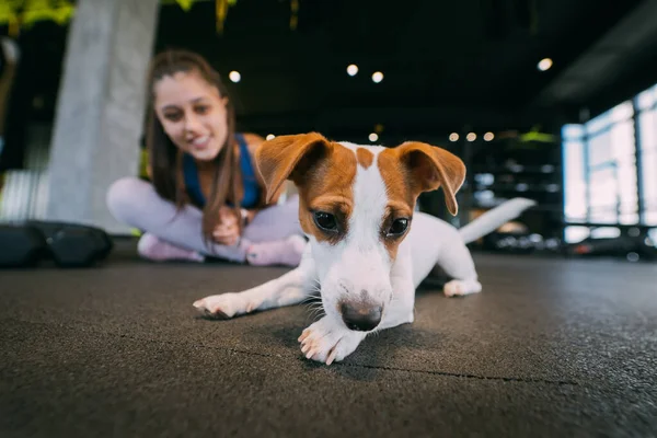 Anjing Jack Russell Kecil Yang Lucu Gym Dengan Pemiliknya Gaya — Stok Foto