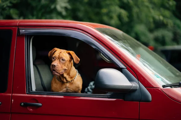 Anjing Itu Menjulurkan Kepalanya Keluar Dari Jendela Mobil Merah — Stok Foto