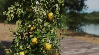 Düğün kemeri yeşil yapraklar ve limonlarla süslenmiş. Olağanüstü bir yaz günü..
