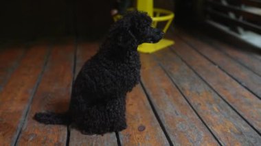 Three months old puppy of black poodle indoor. Close view