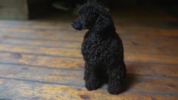 Three Months Old Puppy Black Poodle Indoor Close View — Stock Video