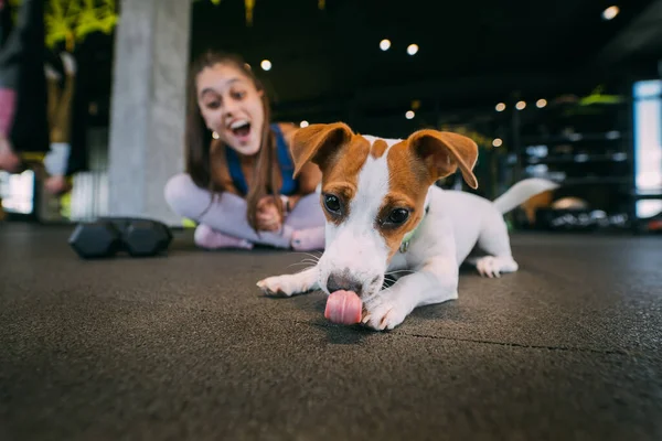 Anjing Jack Russell Kecil Yang Lucu Gym Dengan Pemiliknya Gaya — Stok Foto