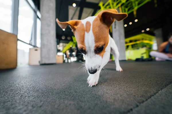 Anjing Jack Russell Kecil Yang Lucu Gym Gaya Hidup Sehat — Stok Foto