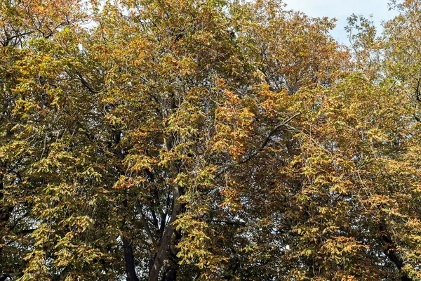 İngiltere 'nin güneyinde sonbaharın başlarında at kestanesi (Aesculus hippocastanum) ağaçları