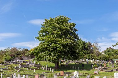 İngiltere 'nin güneyindeki bir mezarlıkta at kestanesi ağacı (Aesculus hipocastrum)