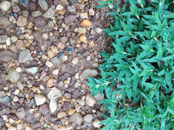 雨后绿草上的露珠 — 图库照片