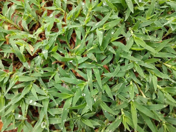 雨后绿草上的露珠 — 图库照片