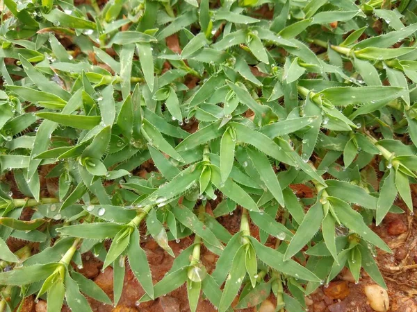 雨后绿草上的露珠 — 图库照片