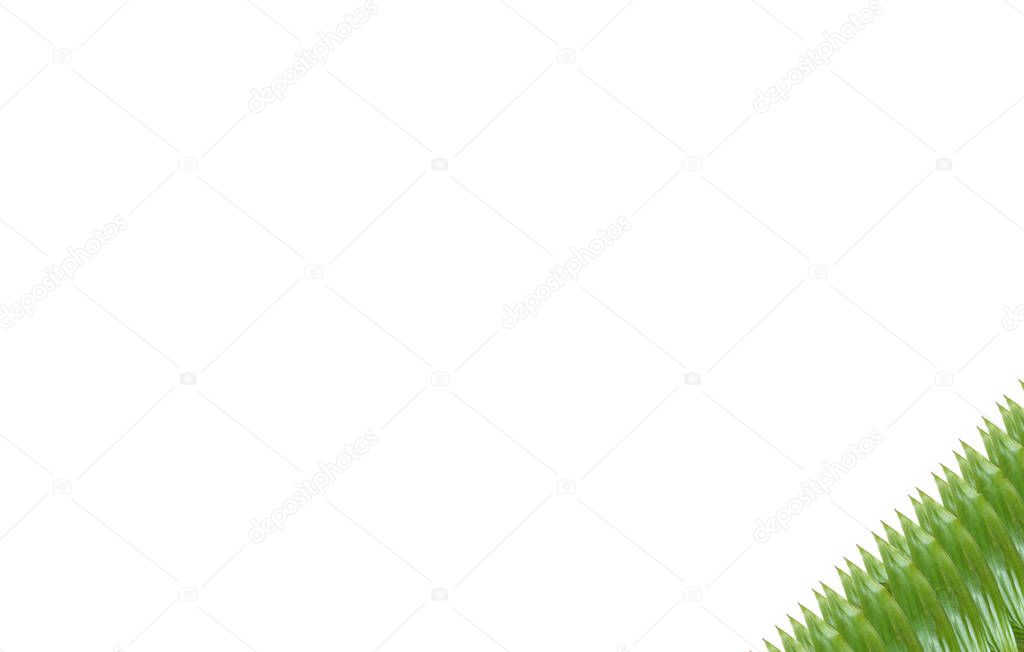 green leaf pattern Placement of elements on a white background. Design. Write articles or products for presentations and advertisements.