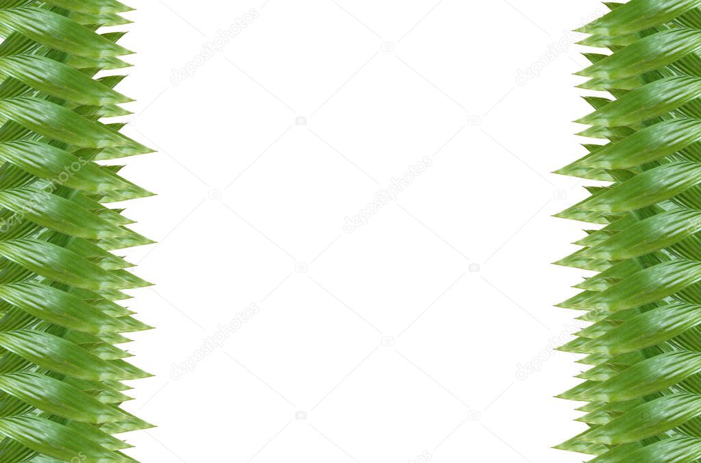 green leaf pattern Placement of elements on a white background. Design. Write articles or products for presentations and advertisements.