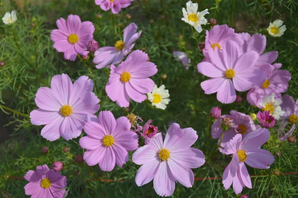 Fleurs Roses Cosmos Fleurissant Matin — Photo