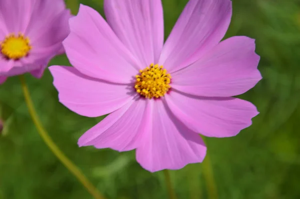 Fleurs Roses Cosmos Fleurissant Matin — Photo