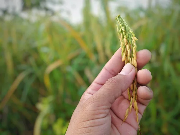 Die Hand Eines Bauern Hält Ein Reifes Gelbes Reissamen Konzept — Stockfoto