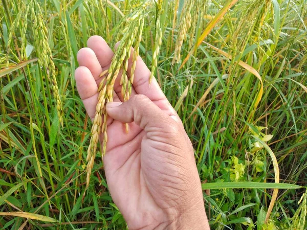 Die Hand Eines Bauern Hält Ein Reifes Gelbes Reissamen Konzept — Stockfoto