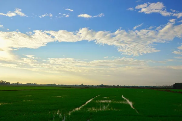 Landskap Blå Himmel Gröna Fält Tidigt Morgonen Koncept Används För — Stockfoto