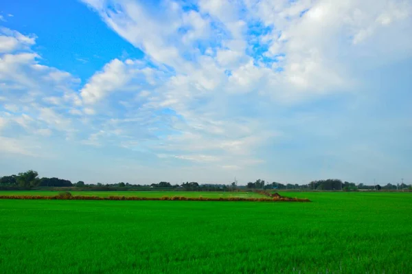 Пейзаж Голубое Небо Зеленые Поля Концепция Раннего Утра Использование Оформления — стоковое фото