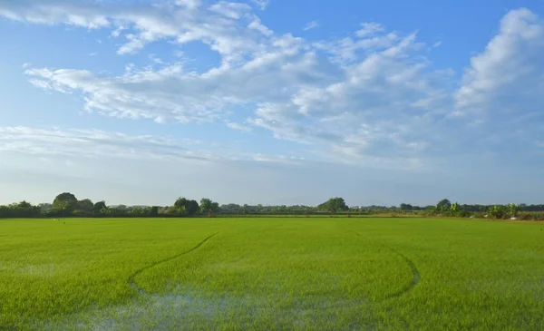 Пейзаж Голубое Небо Зеленые Поля Концепция Раннего Утра Использование Оформления — стоковое фото