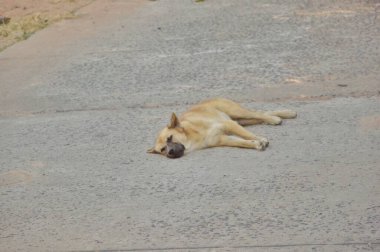 Beton yolda krem renkli bir köpek yatıyor. Kavram. Köpek Jonat. Terk edilmiş. Terk edilmiş. Yetim..