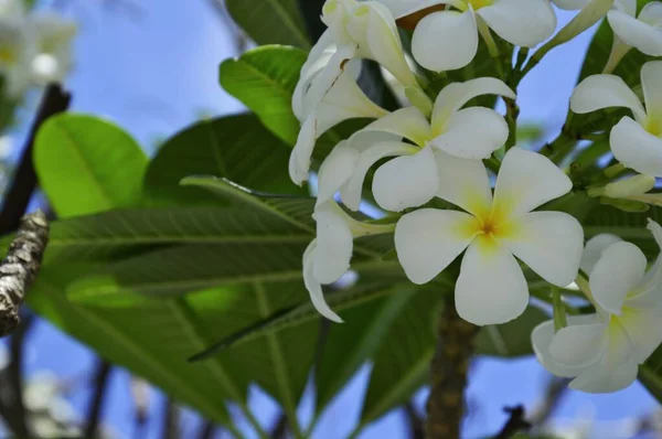 Λευκά Λουλούδια Frangipani Θολώνουν Φόντο Αντίγραφο Χώρου — Φωτογραφία Αρχείου