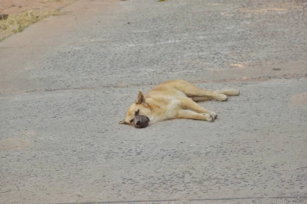 Beton yolda krem renkli bir köpek yatıyor. Kavram. Köpek Jonat. Terk edilmiş. Terk edilmiş. Yetim..
