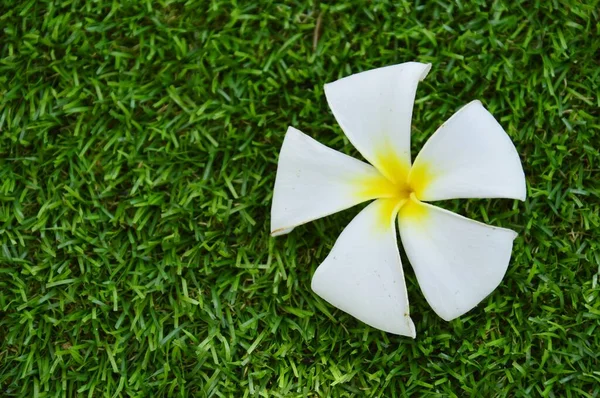 White Frangipani Flowers Green Grass Copy Space — Stock Photo, Image