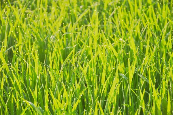 Abstrakte Unschärfen Grünes Gras Hell Erleuchtet Von Der Sonne Verwenden — Stockfoto