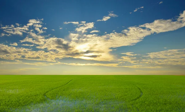 Landskap Blå Himmel Gröna Fält Tidigt Morgonen Koncept Används För — Stockfoto