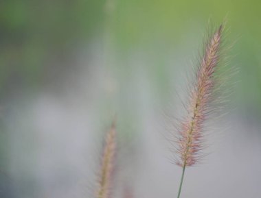 kokarca otu yeşil arka plan kopyalama alanı, konsept, montaj reklamları, web sitesi tasarımı