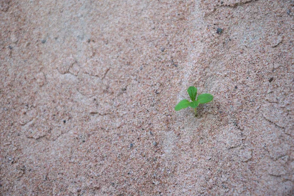 Небольшая Зеленая Трава Растущая Коричневой Почве Концепция Выживания Копировальное Пространство — стоковое фото
