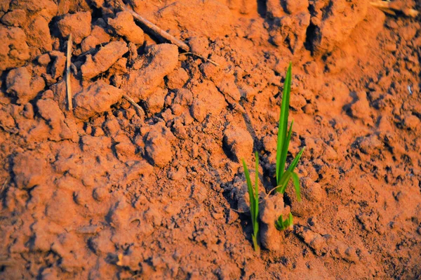 Kis Zöld Termesztése Barna Talajon Támogatási Időszak Alatt Koncepció Térmásoló — Stock Fotó
