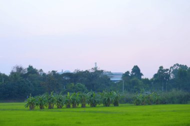 Yeşil alanların ortasındaki sanayi fabrikası. Endüstriyel ilerleme kavramı.