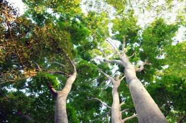 Büyük ağaç düşük görüş konsepti çevre koruması küresel ısınmayı azaltır