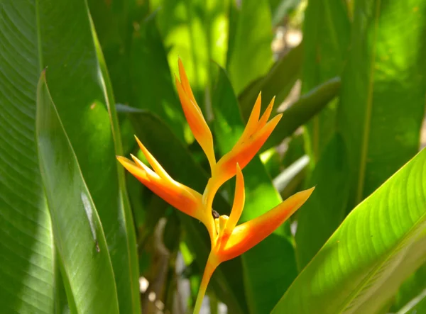 Las Flores Heliconiales Son Color Amarillo Rojizo Plena Floración Entre — Foto de Stock