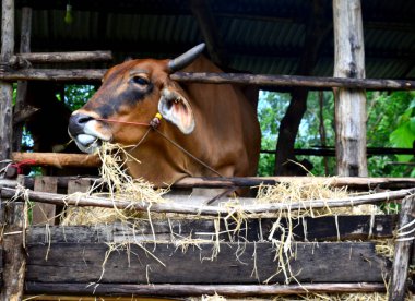 Çiftlikte saman yiyen kahverengi inek. Açık tarım sisteminde inek yetiştiriciliği kavramı.