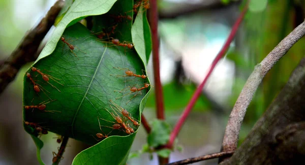 Rote Ameisen Bauen Nester Mit Blättern Kopieren Raum Konzept Teamarbeit — Stockfoto