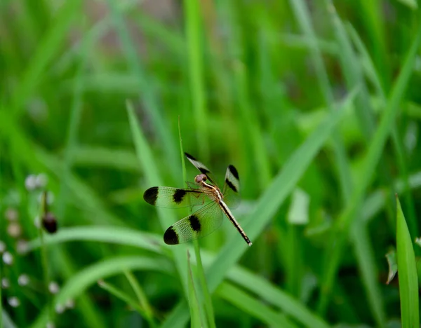 Sarı Yusufçuk Yeşil Çimene Yakın Çevresel Konseptler Ekolojik Denge Kopyalama — Stok fotoğraf