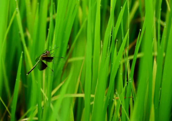Yeşil Çimlerin Üzerinde Siyah Yusufçuk Çevre Kavramları Ekolojik Denge — Stok fotoğraf