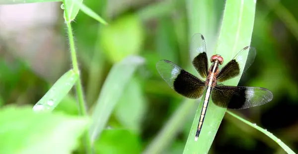 Schwarze Libelle Nahaufnahme Insel Grünen Gras Umweltkonzept Und Ökologisches Gleichgewicht — Stockfoto