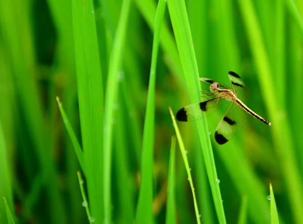 Yellow Dragonfly Closely Close Green Grass Environmental Concepts Ecological Balance — Stock Photo, Image