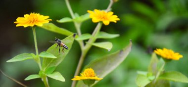 Arı sarı çiçeklerden nektar toplamak için çiçeklere uçar. Boşluk bulanık arkaplanı kopyala
