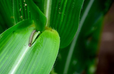 Mısır yiyen kahverengi tırtıl böcek böceklerinin neden olduğu tarımsal hasarı taklit eder.