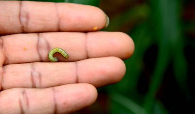 Corn worm larvae. On human hand. Copy space. Pest control concept.