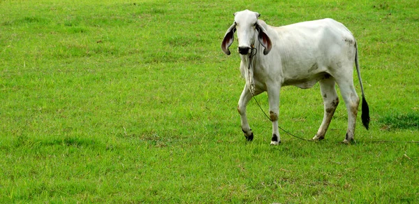 一头白色的奶牛在绿地里走着 朝这边看去 禽畜发展署概念的复制空间 — 图库照片